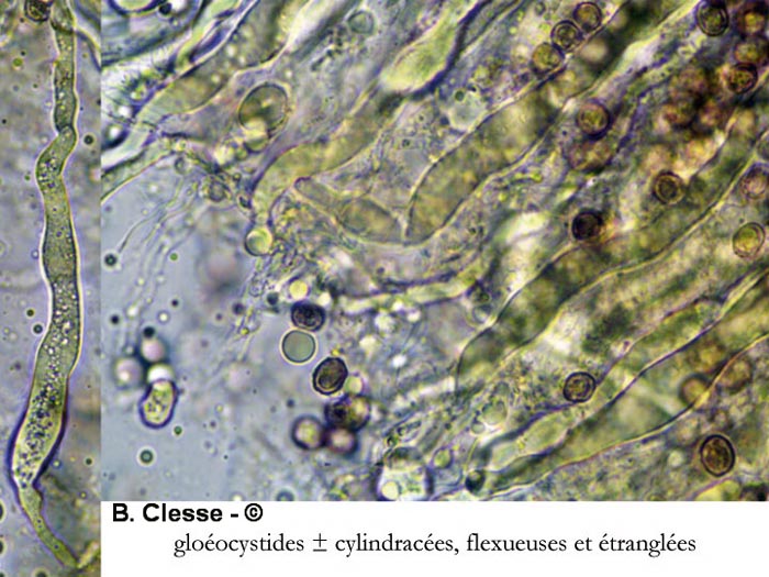 Dichostereum effuscatum