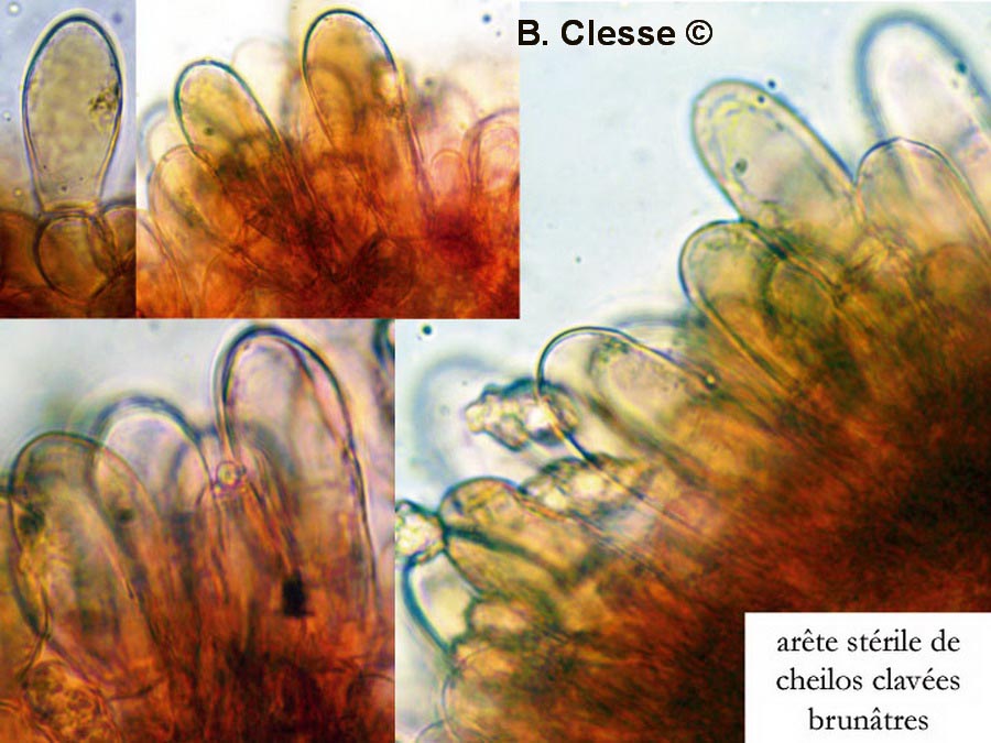 Entoloma dysthales