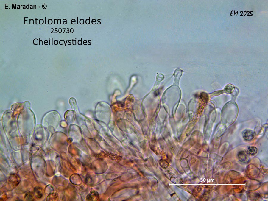 Entoloma elodes