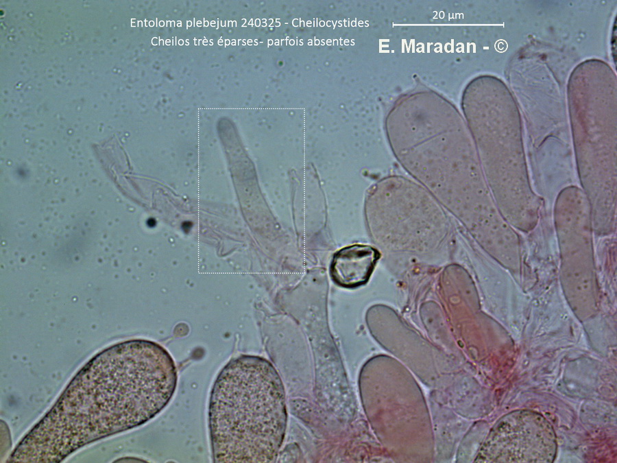 Entoloma plebejum