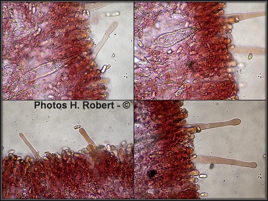 Faerberia carbonaria