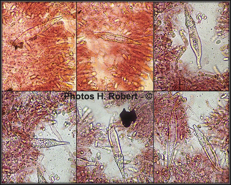 Faerberia carbonaria