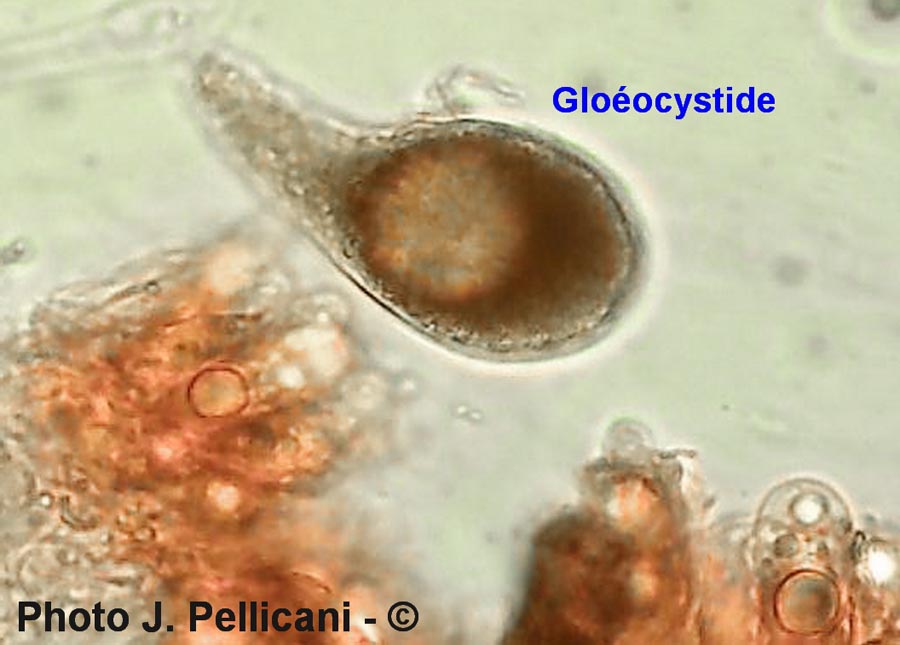 Favolaschia calocera