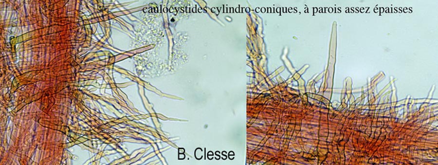 Flammulina velutipes