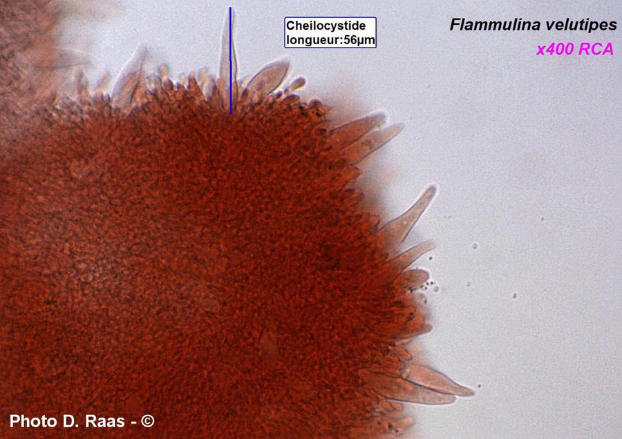 Flammulina velutipes