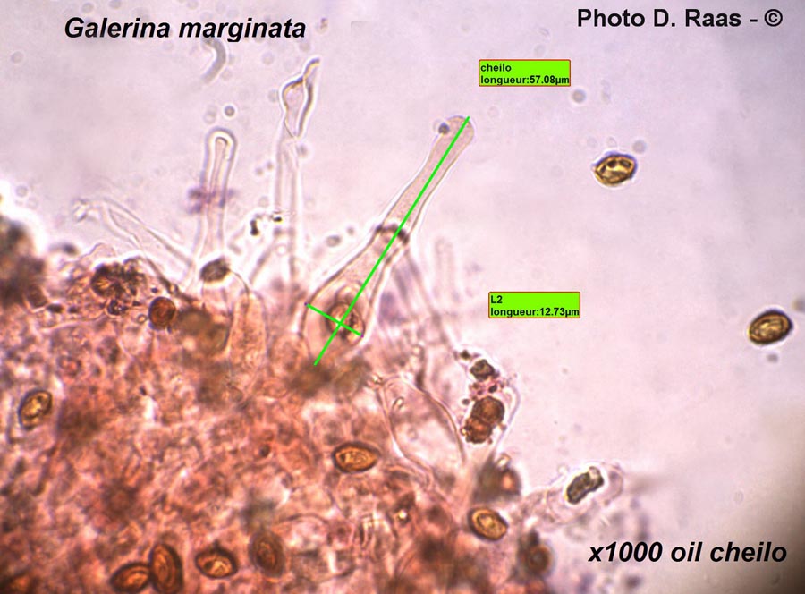 Galerina marginata (Galerina patagonica)