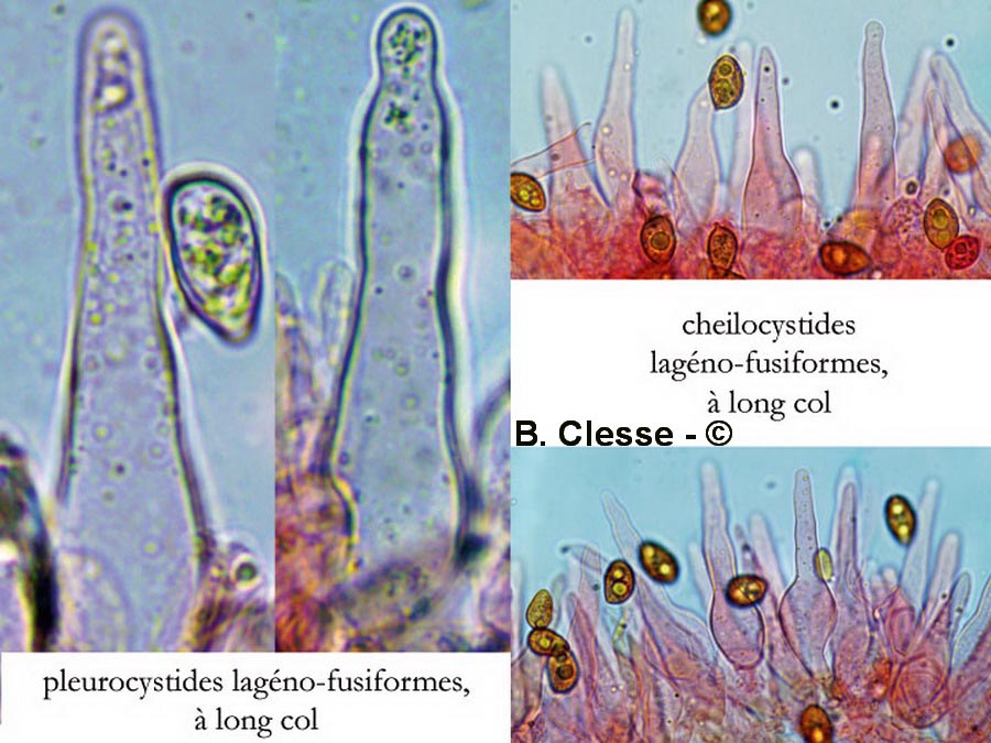 Galerina vittiformis f. bispora