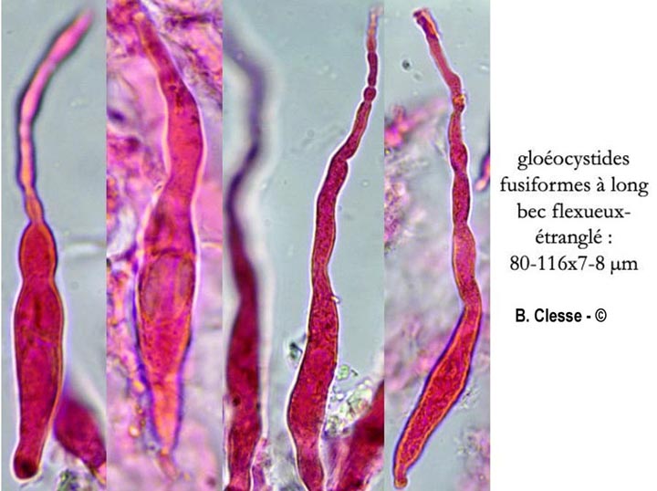 Gloeocystidiellum clavuligerum