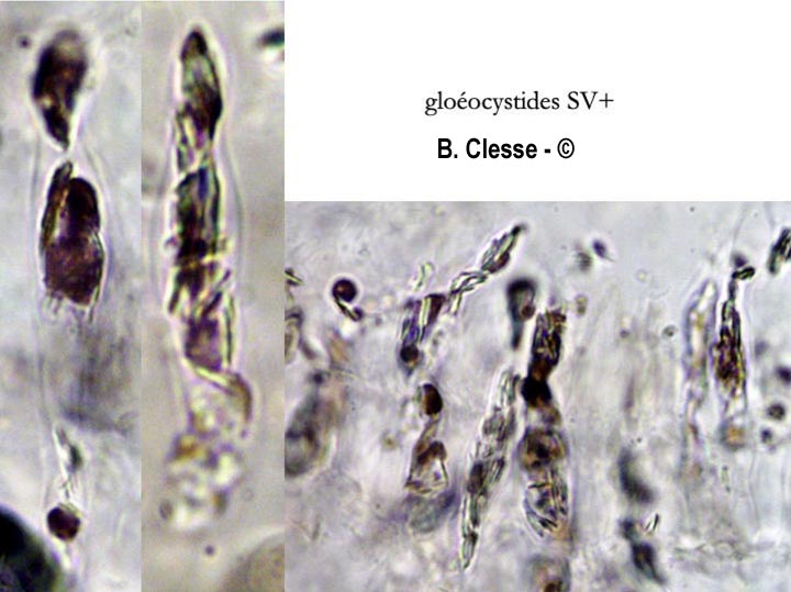 Gloeocystidiellum clavuligerum