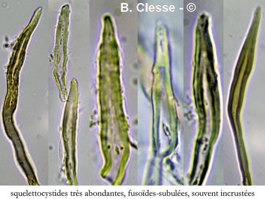 Gloeophyllum abietinum