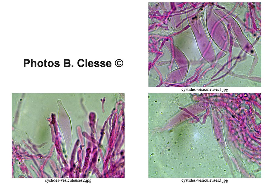 Gloiothele citrina (Vesiculomyces citrinus)