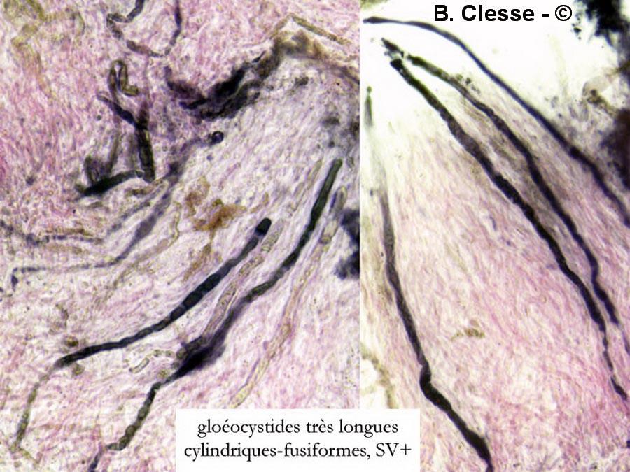 Gloiothele lactescens