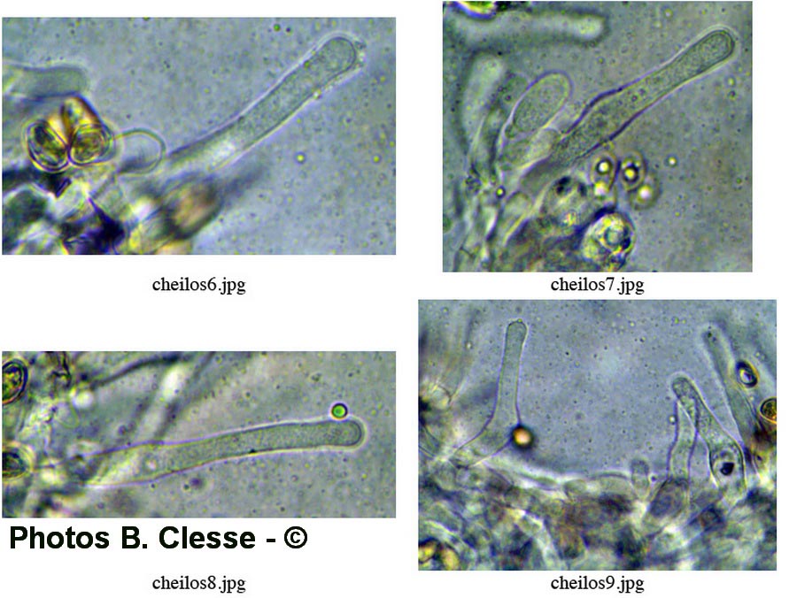 Hebeloma mesophaeum