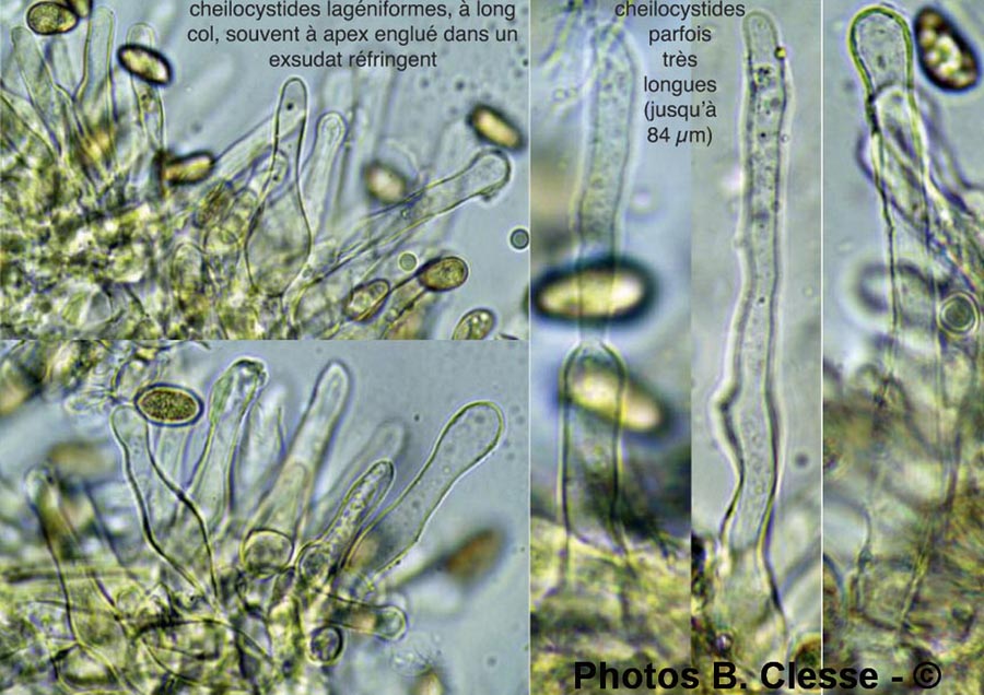 Hebeloma psammophilum