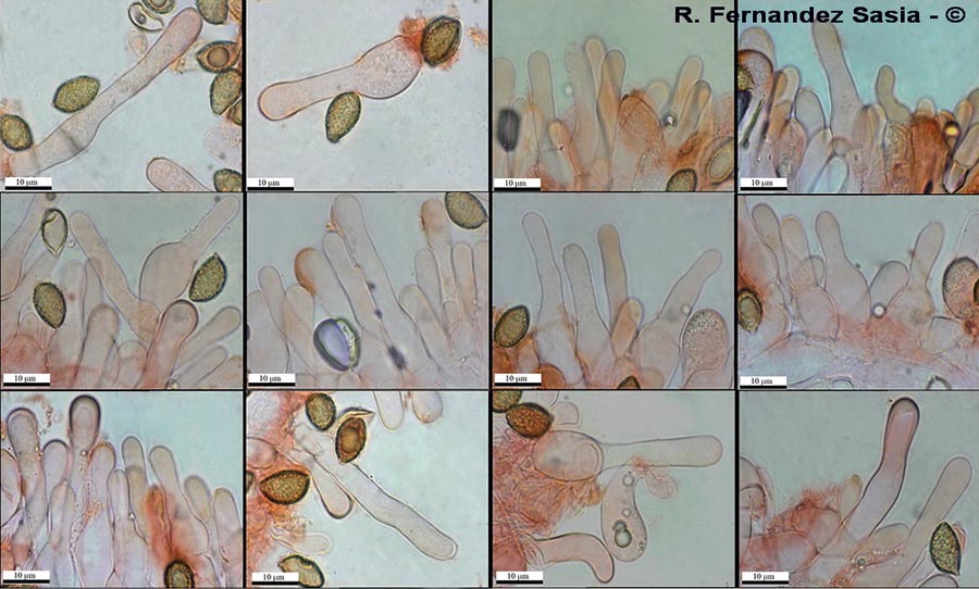 Hebeloma sinapizans