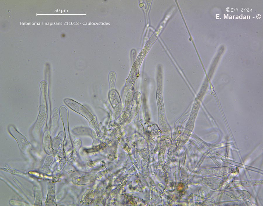 Hebeloma sinapizans