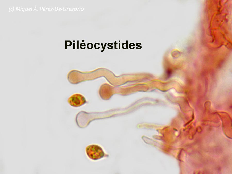 Hemimycena cephalotricha