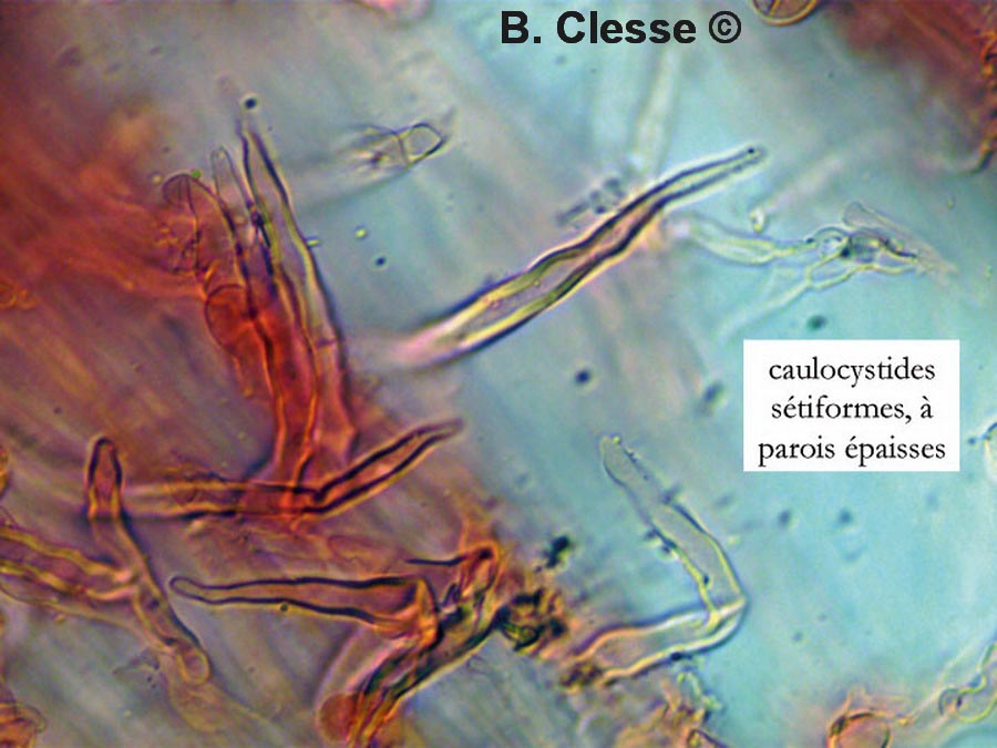 Hemimycena crispula var. crispula