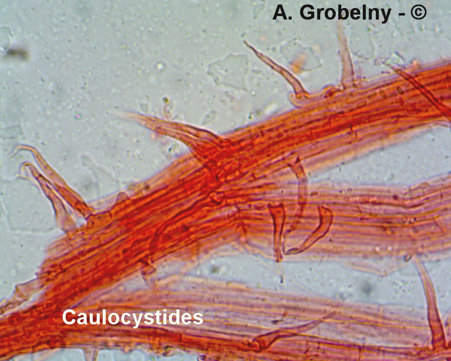 Hemimycena crispula var. crispula