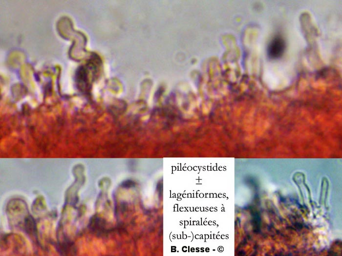 Hemimycena lactea