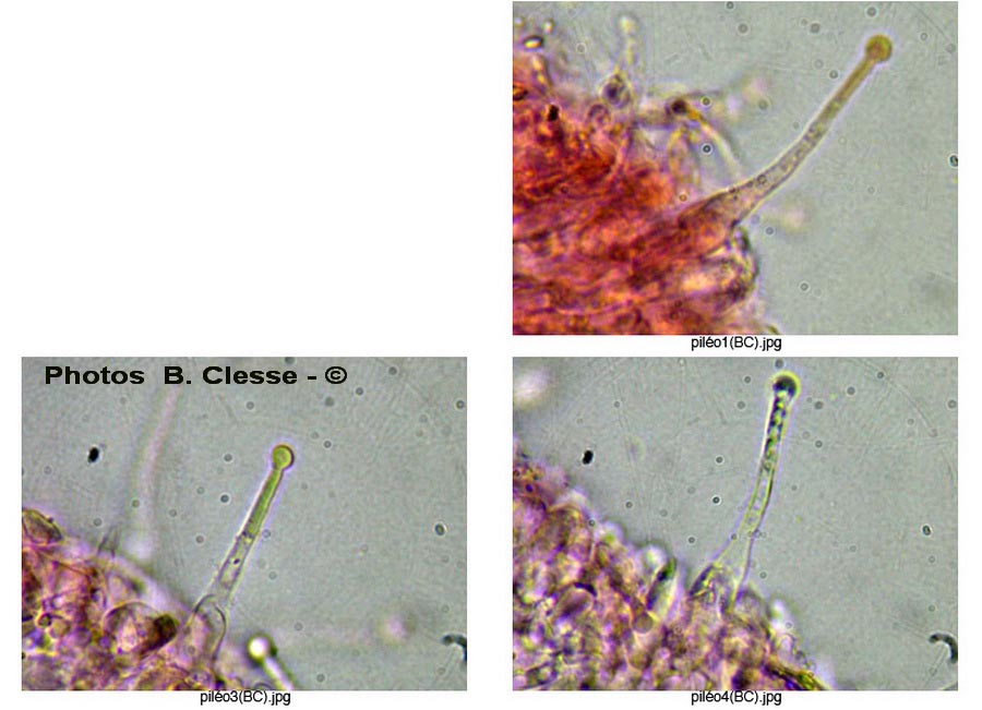 Hemimycena mauretanica var. microcephala