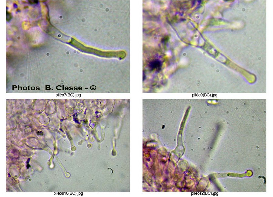 Hemimycena mauretanica var. microcephala