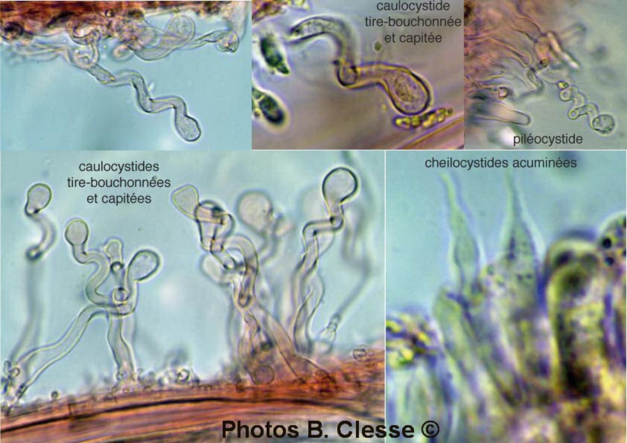 Hemimycena tortuosa