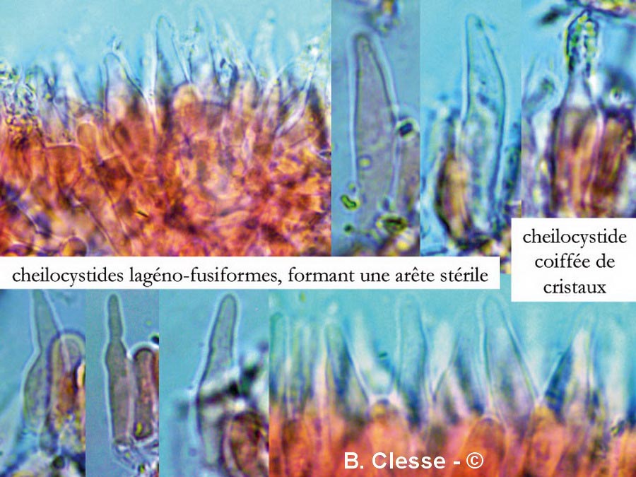 Hemimycena cucullata