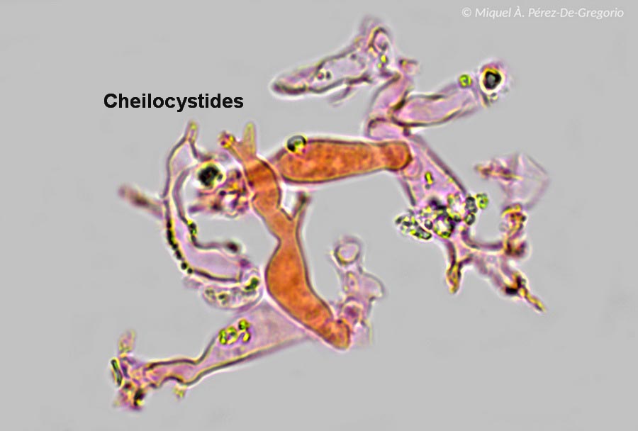 Hohenbuehelia cyphelliformis