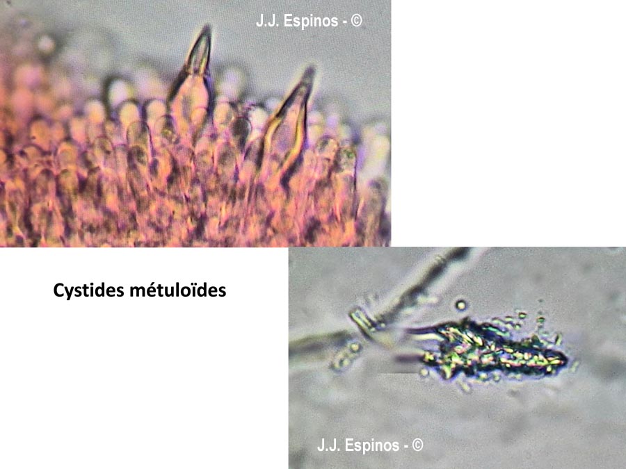 Hohenbuehelia grisea (Hohenbuehelia fluxilis var. grisea)