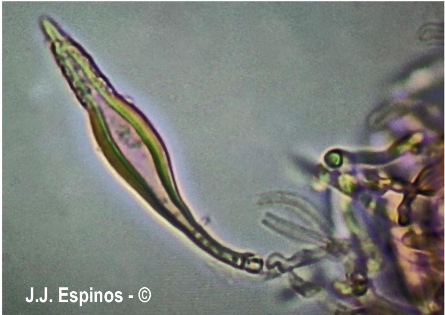 Hohenbuehelia grisea (Hohenbuehelia fluxilis var. grisea)