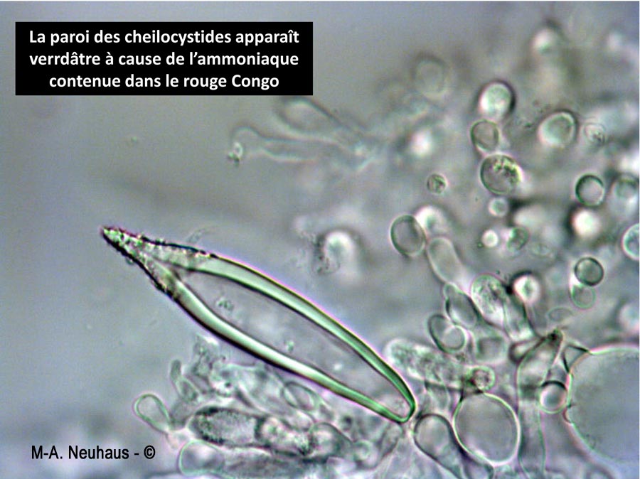 Hohenbuehelia geogenia