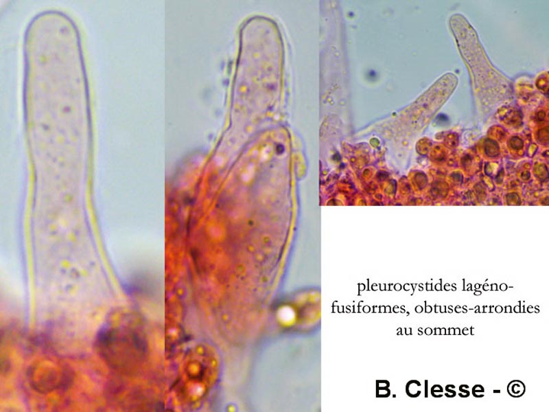 Hydropodia subalpina (Mycena subalpina)