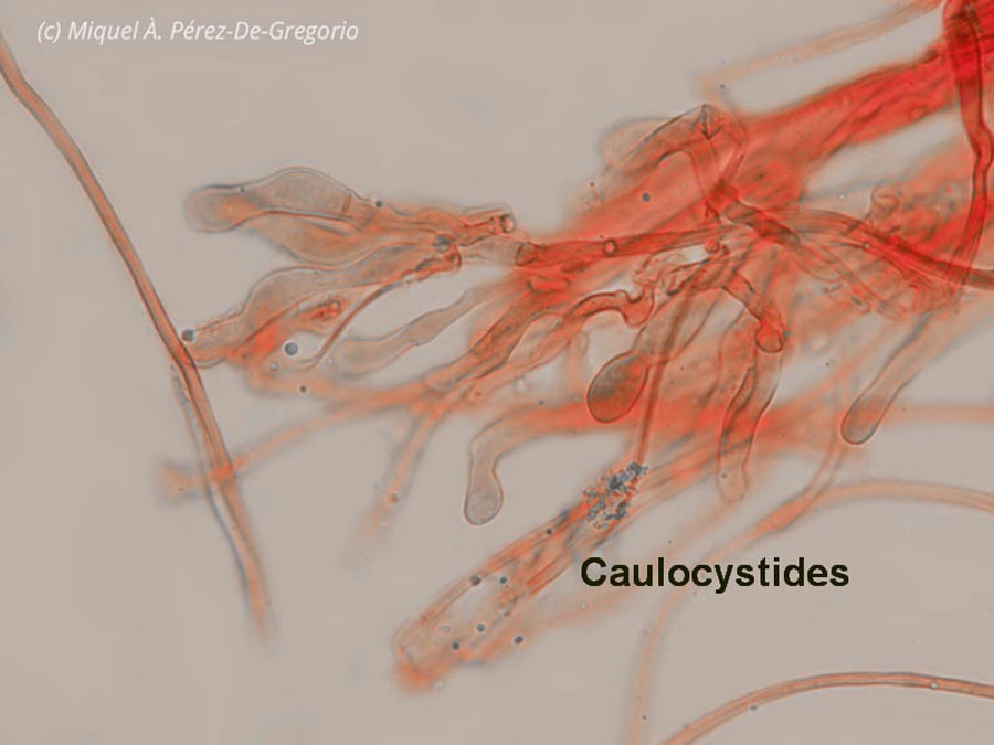 Hydropus scabripes var. quadrisporus - M. Pérez De Gregorio