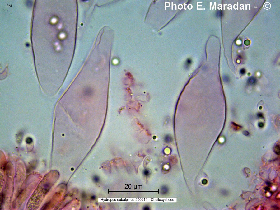 Hydropus subalpinus