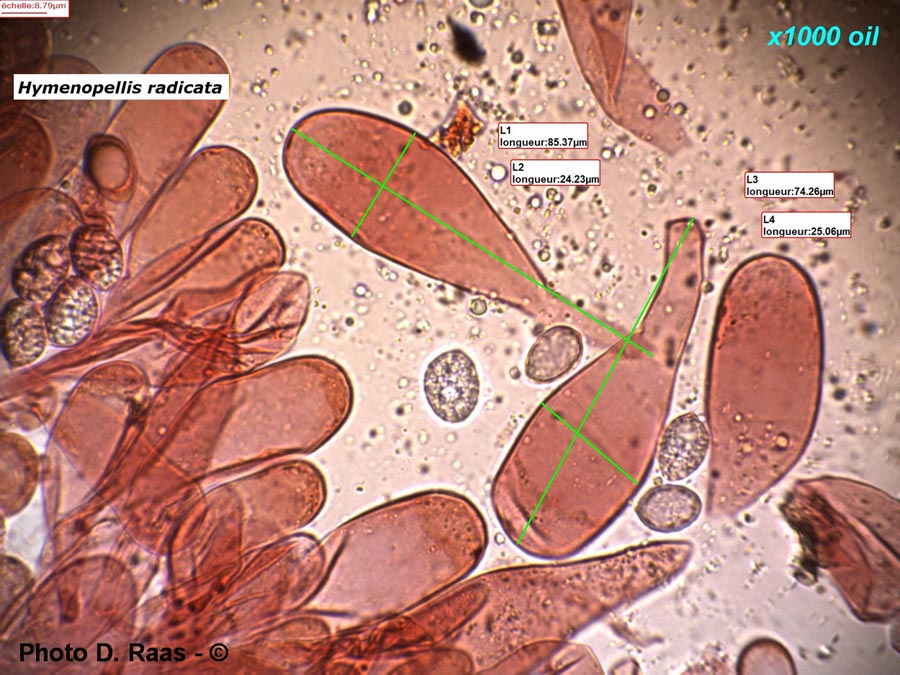 Oudemansiella radicata (Hymenopellis radicata) (= Xerula radicata) 