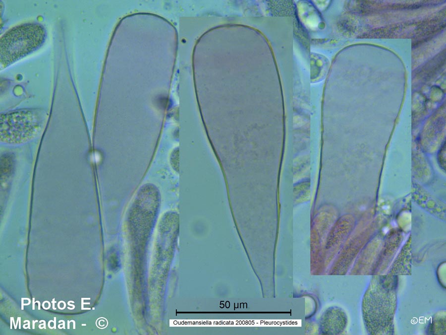 Oudemansiella radicata (Hymenopellis radicata, Xerula radicata)