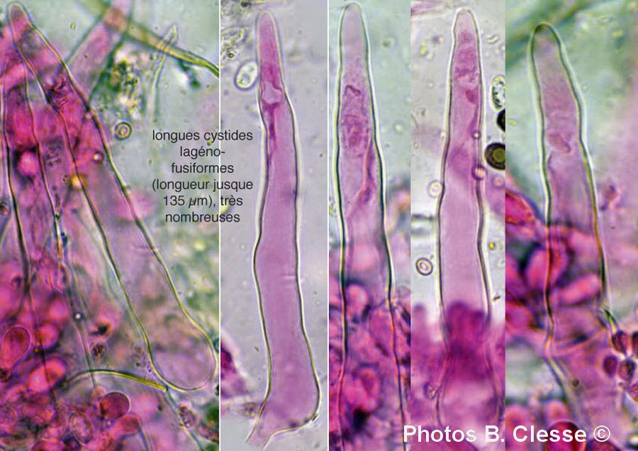 Hyphoderma argillaceum