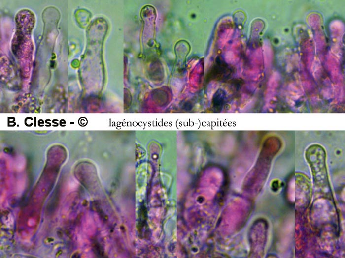 Hyphoderma incrustatum