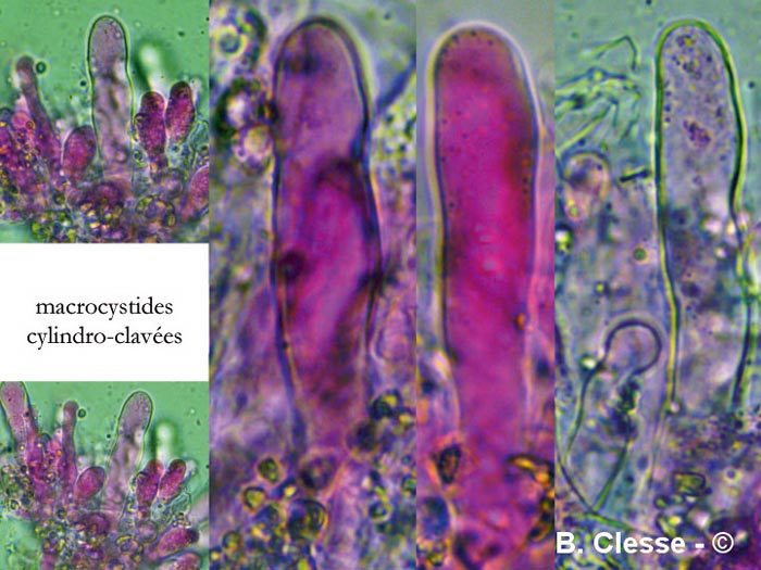 Hyphoderma incrustatum