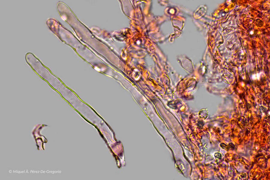 Hyphoderma multicystidium