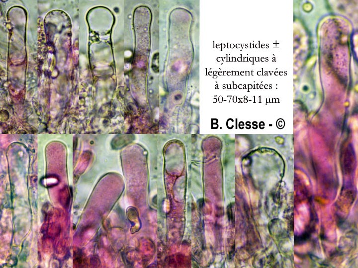 Hyphoderma obtusum