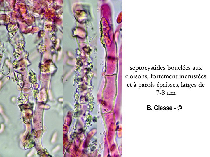 Hyphoderma setigerum (Peniophora setigera)