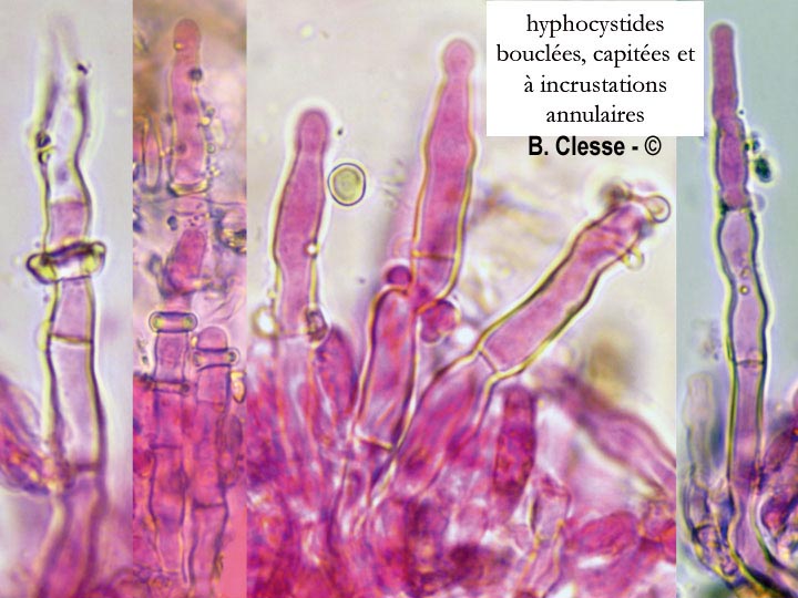 Hyphodontia pallidula