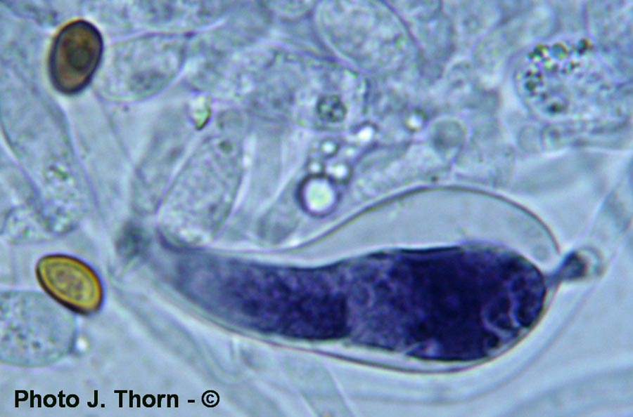 Hypholoma capnoides