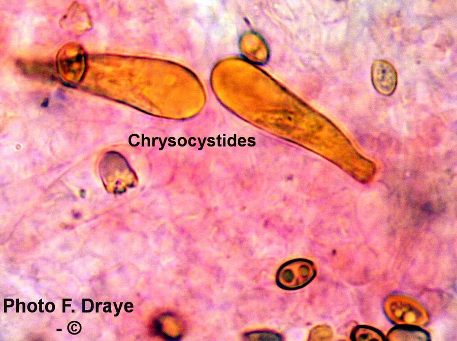 Hypholoma fasciculare