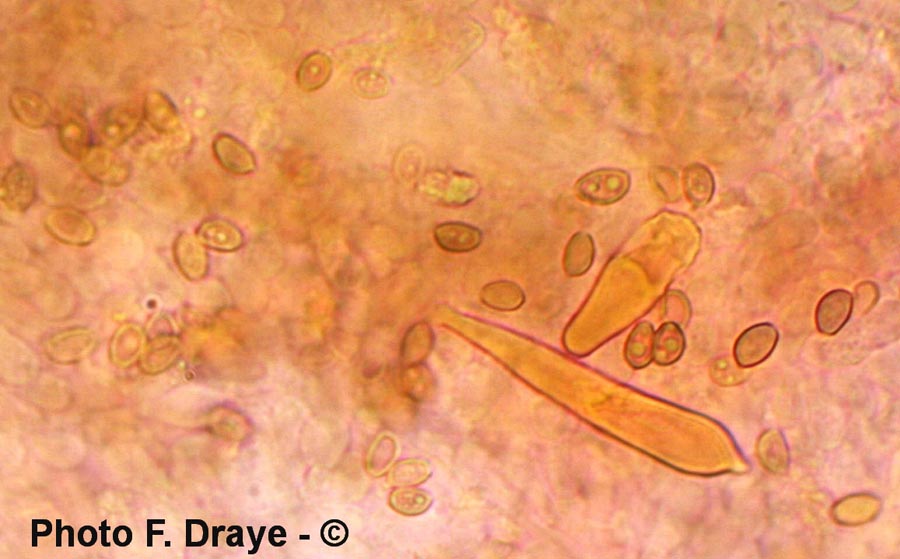 Hypholoma fasciculare