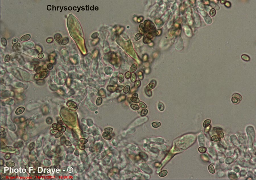 Hypholoma fasciculare