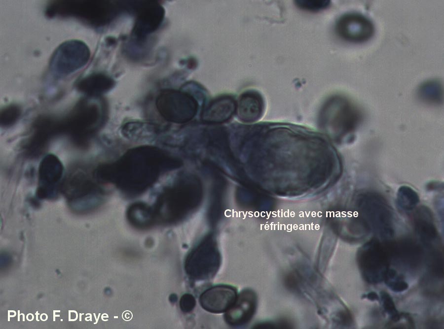 Hypholoma fasciculare