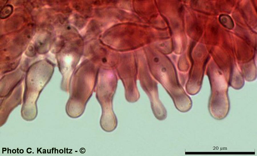 Hypholoma lateritium